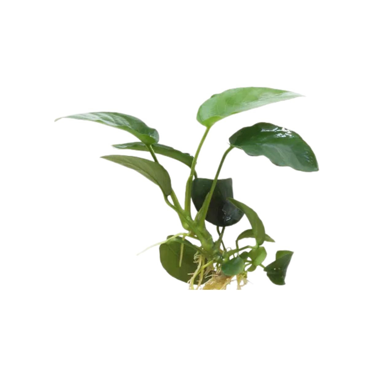 Assorted Anubias (Live Plant)