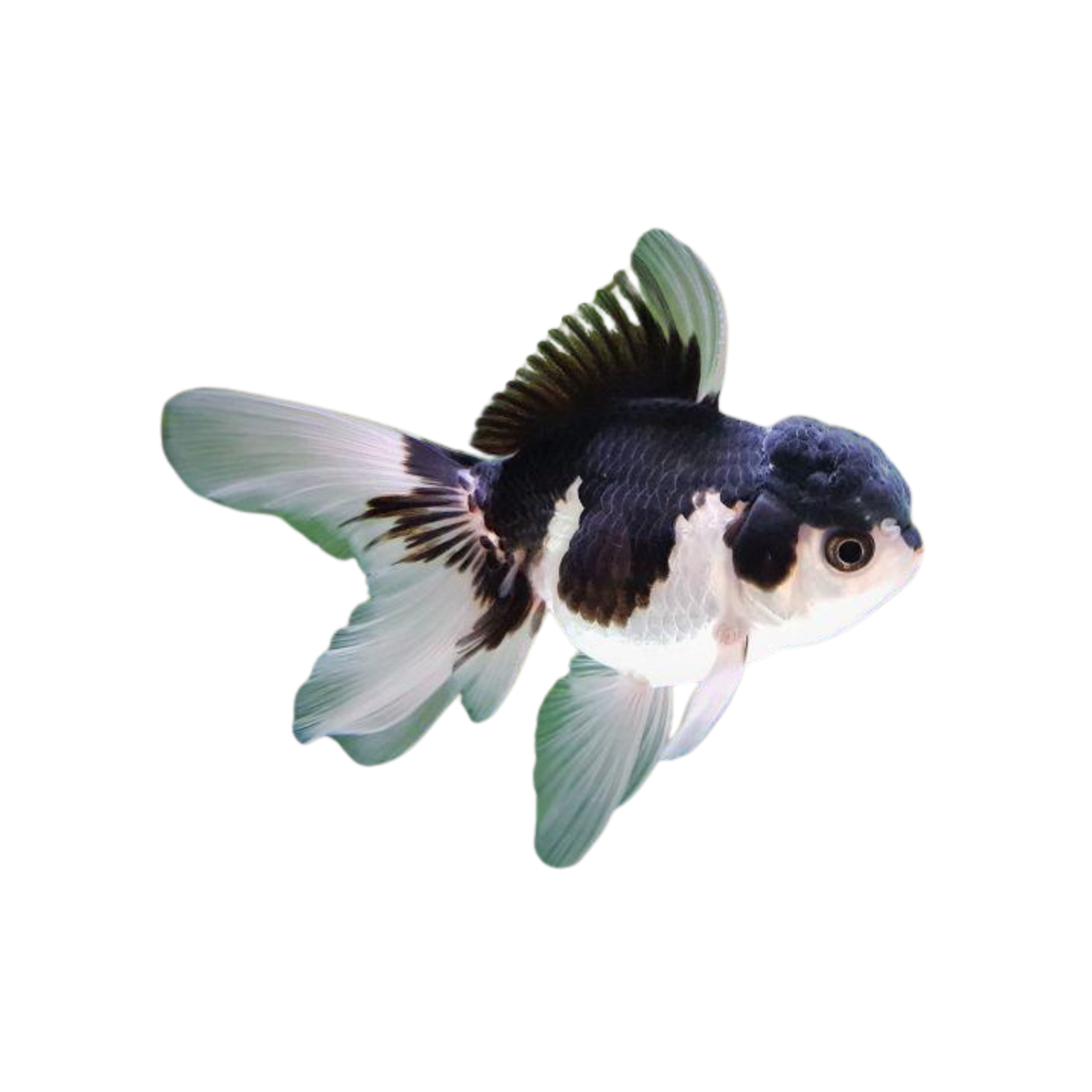 Panda Oranda - 8cm (Carassius auratus) (Live Fish)