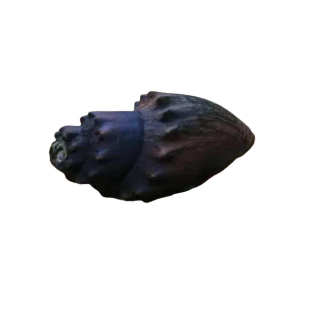 Spiny Marsh Snail - 3cm (Thiara amarula) (Live Snail)