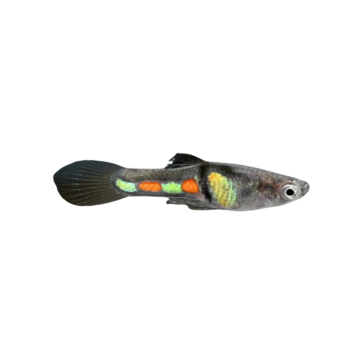 El Tigre Endler (Live Fish)