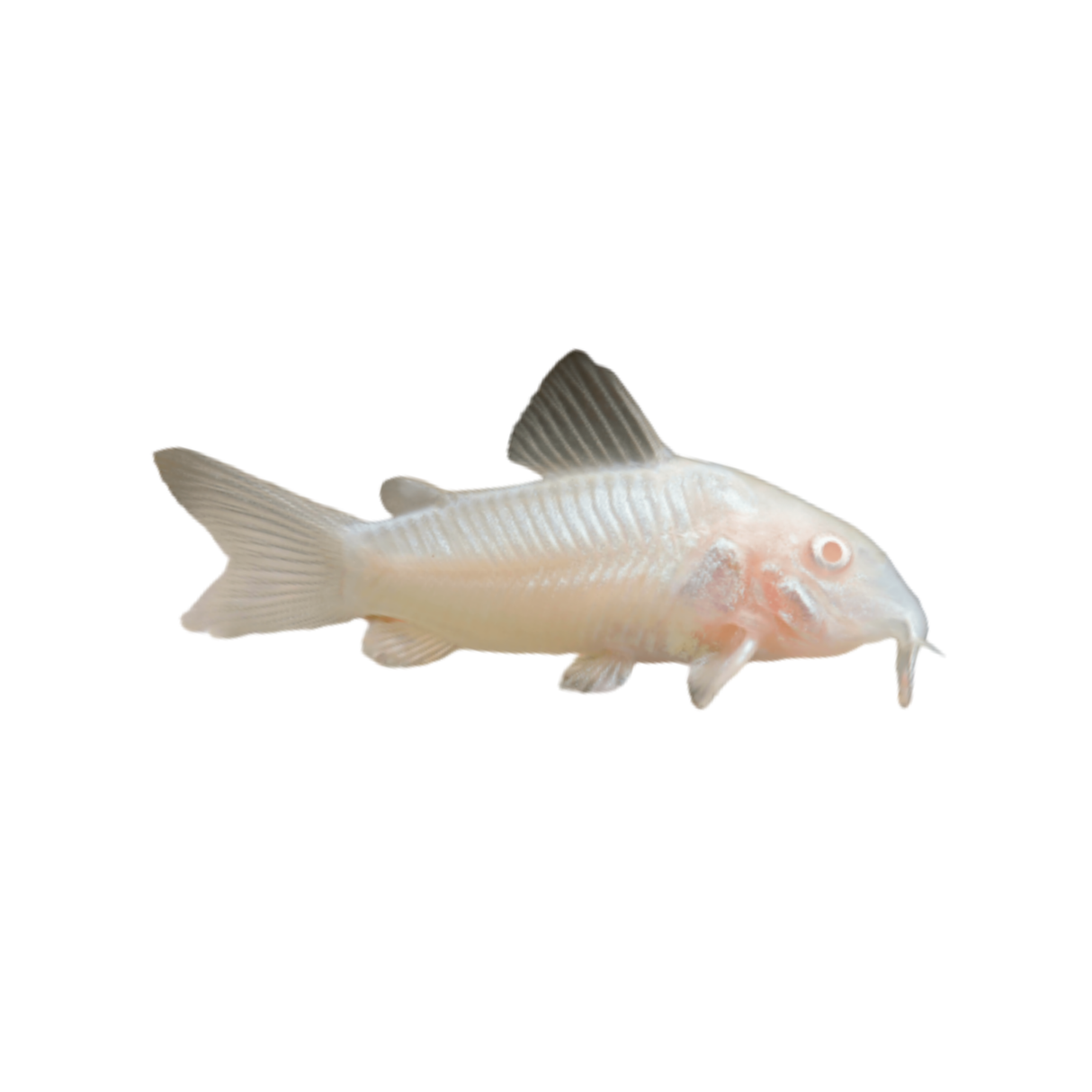 Albino Corydoras (Live Fish)