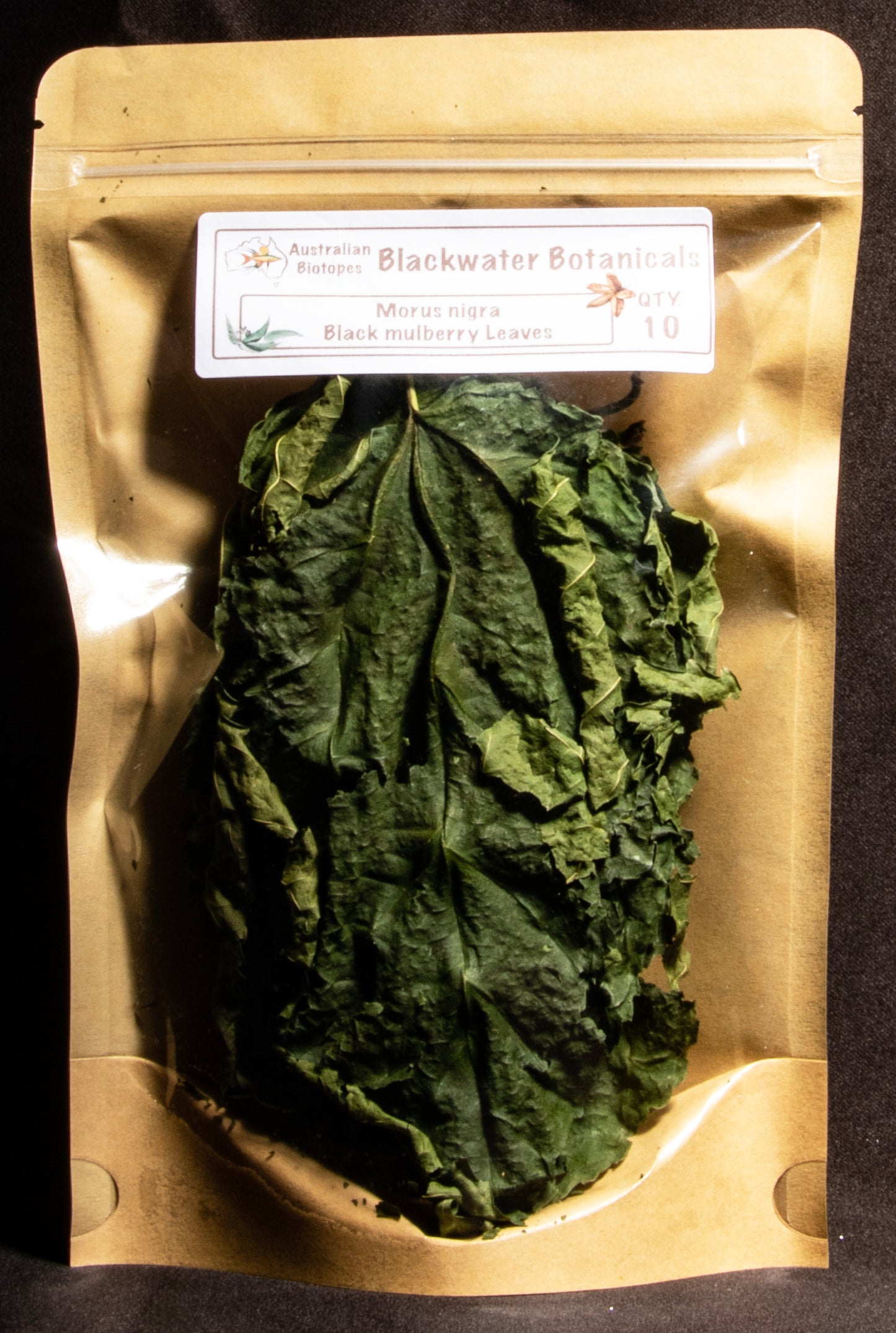 Mulberry Leaves (Morus nigra) - Pack of 10 (Great for Shrimp)