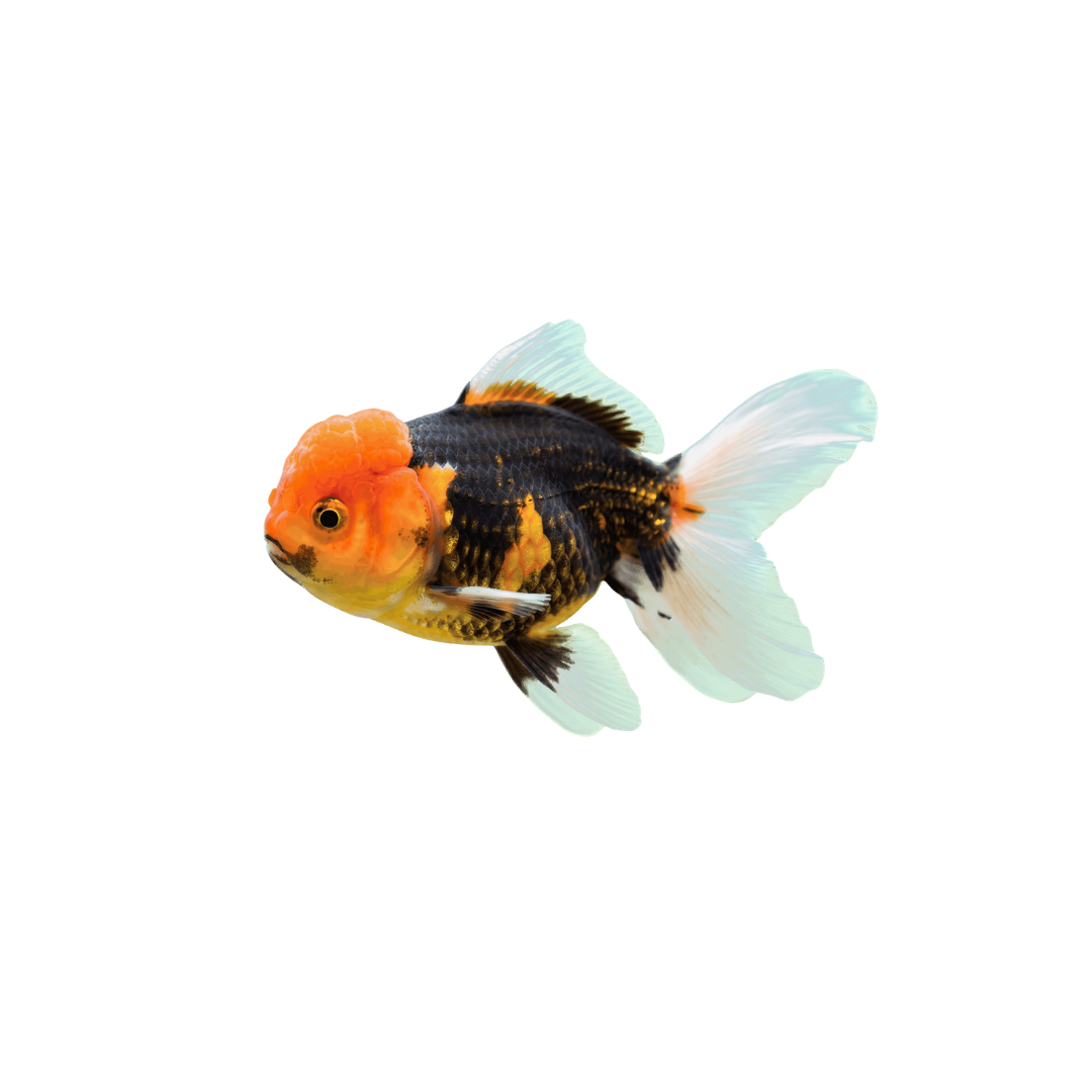 Multicolour Oranda - 10cm (Carassius auratus) (Live Fish)