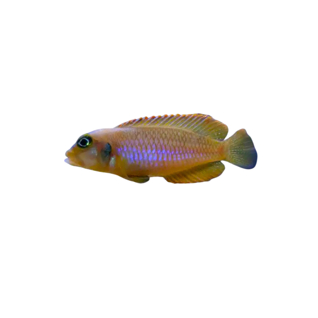Neolamprologus Ocellatus Blue - 3cm (Live Fish)