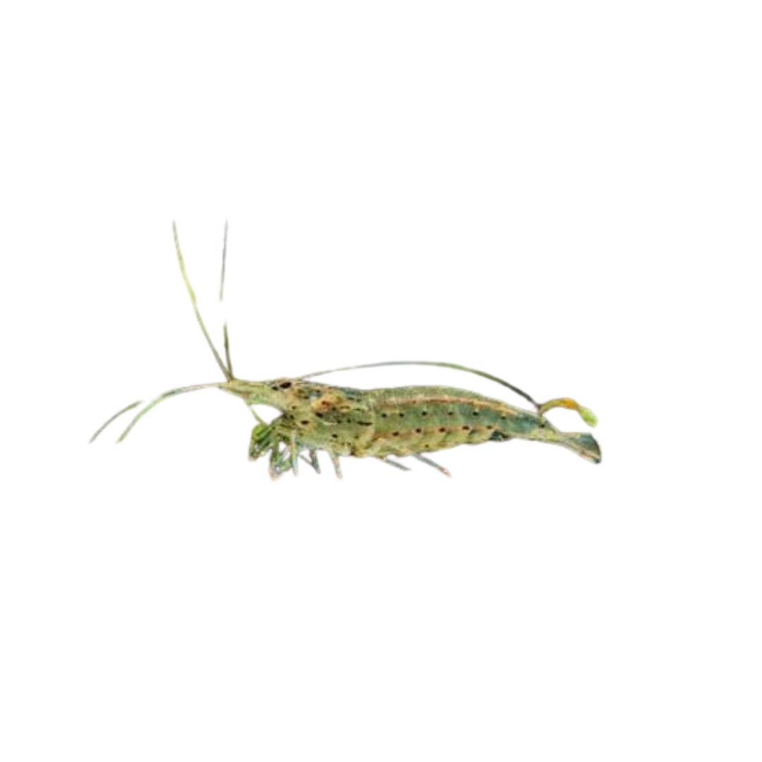 NQ Algae Eating Shrimp (Live Shrimp)