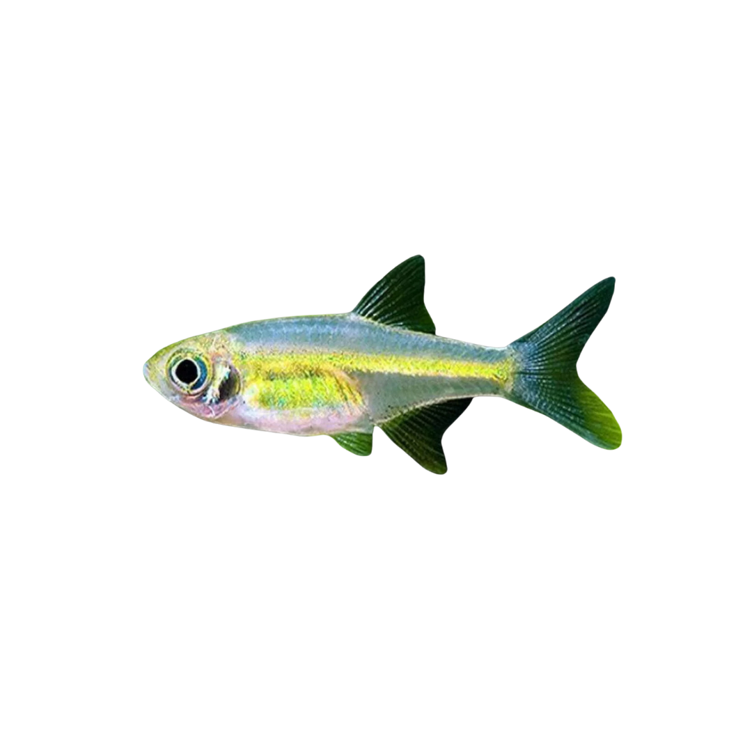 Neon Green Rasbora - 2cm (Microdevario kubotai) (Live Fish)