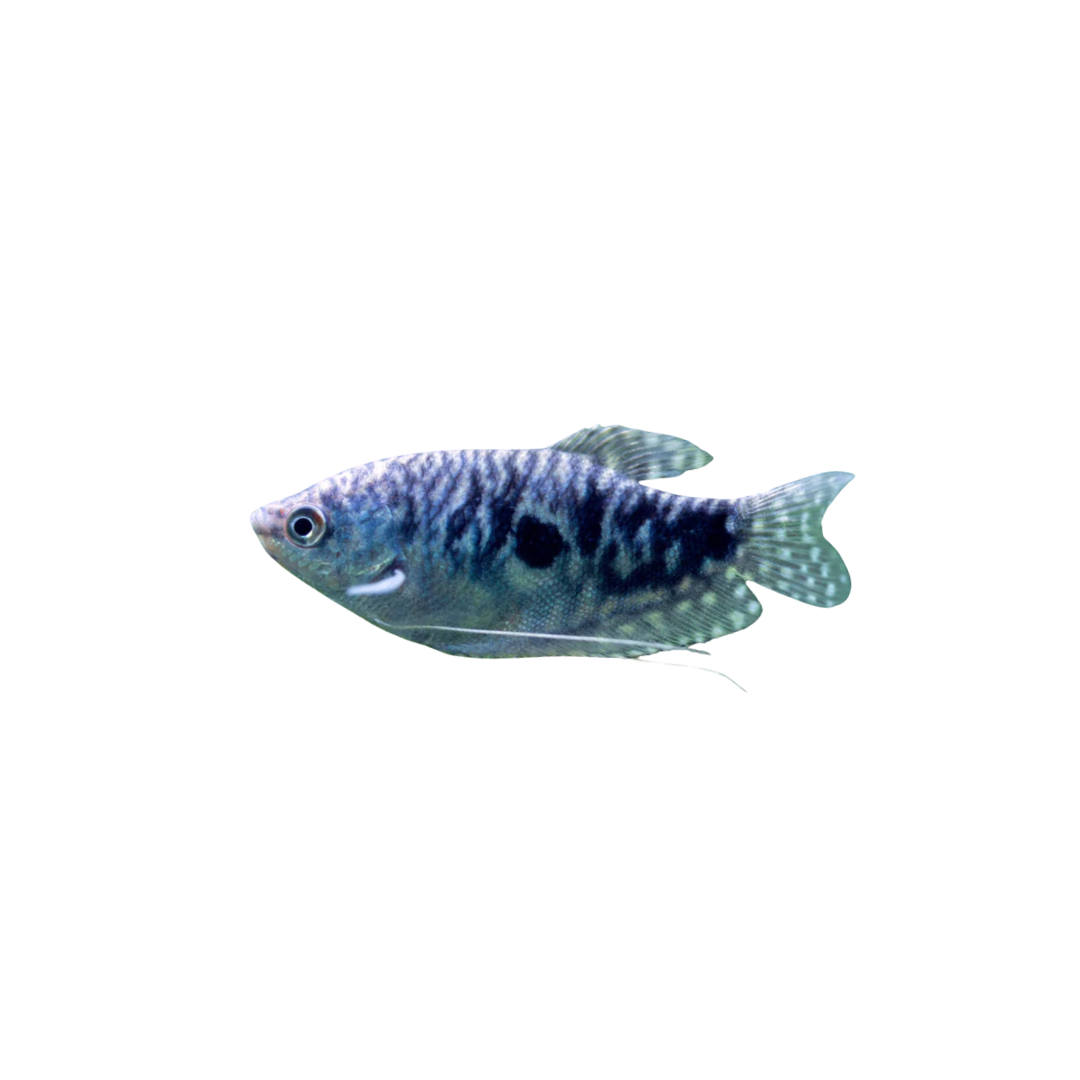 Opaline Gourami (Trichopodus trichopterus) (Live Fish)
