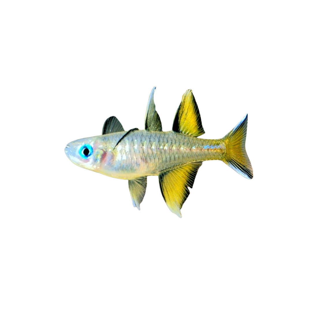Pacific Blue Eye - 3cm Home Bred (Pseudomugil signifer) (Live Fish)