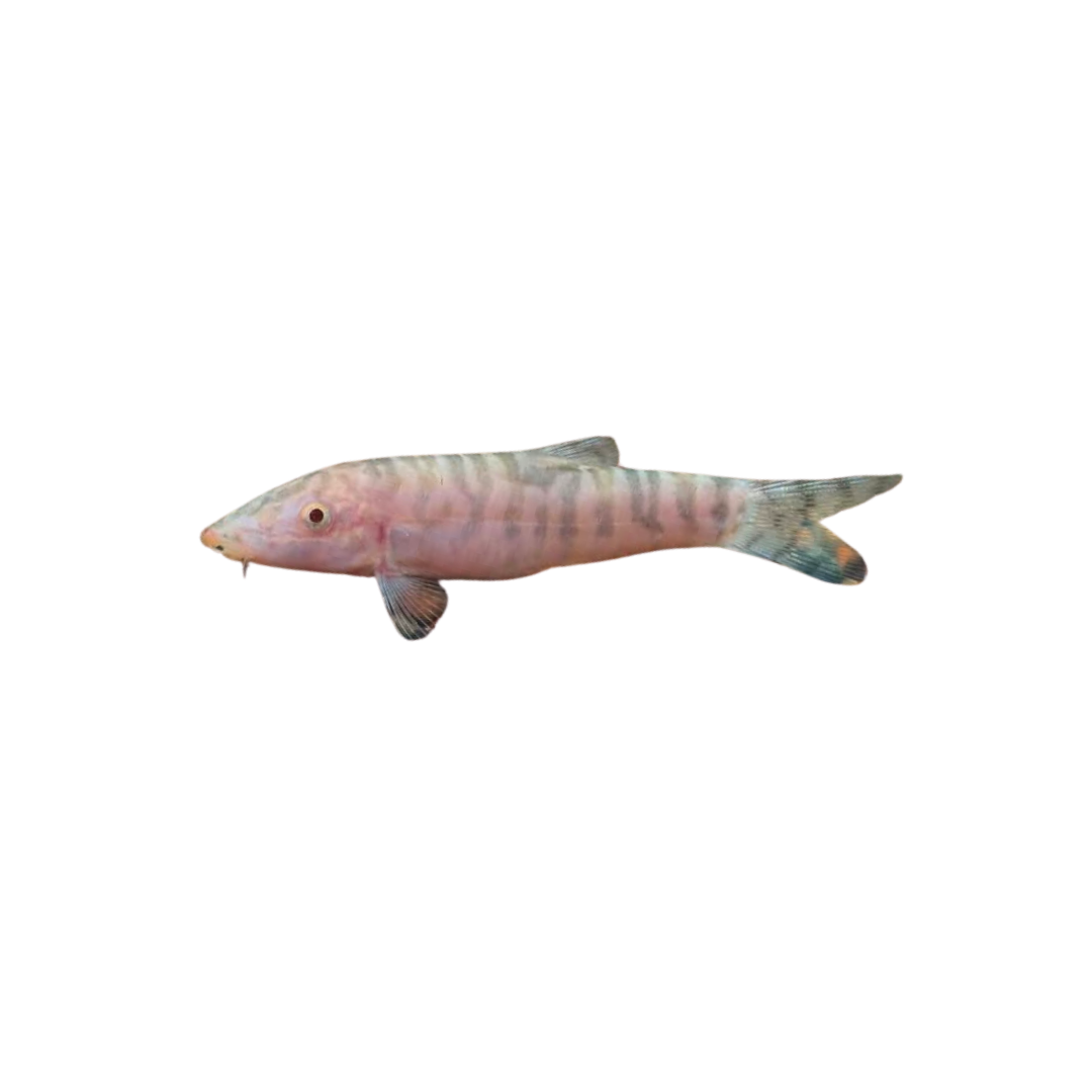 Pakistani Loach Albino - 6cm (Botia almorhae) (Live Fish)