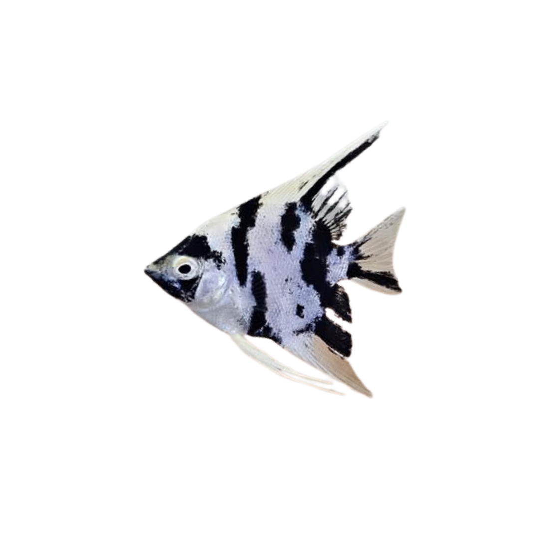 Panda Angelfish - 5cm (Pterophyllum scalare) (Live Fish)