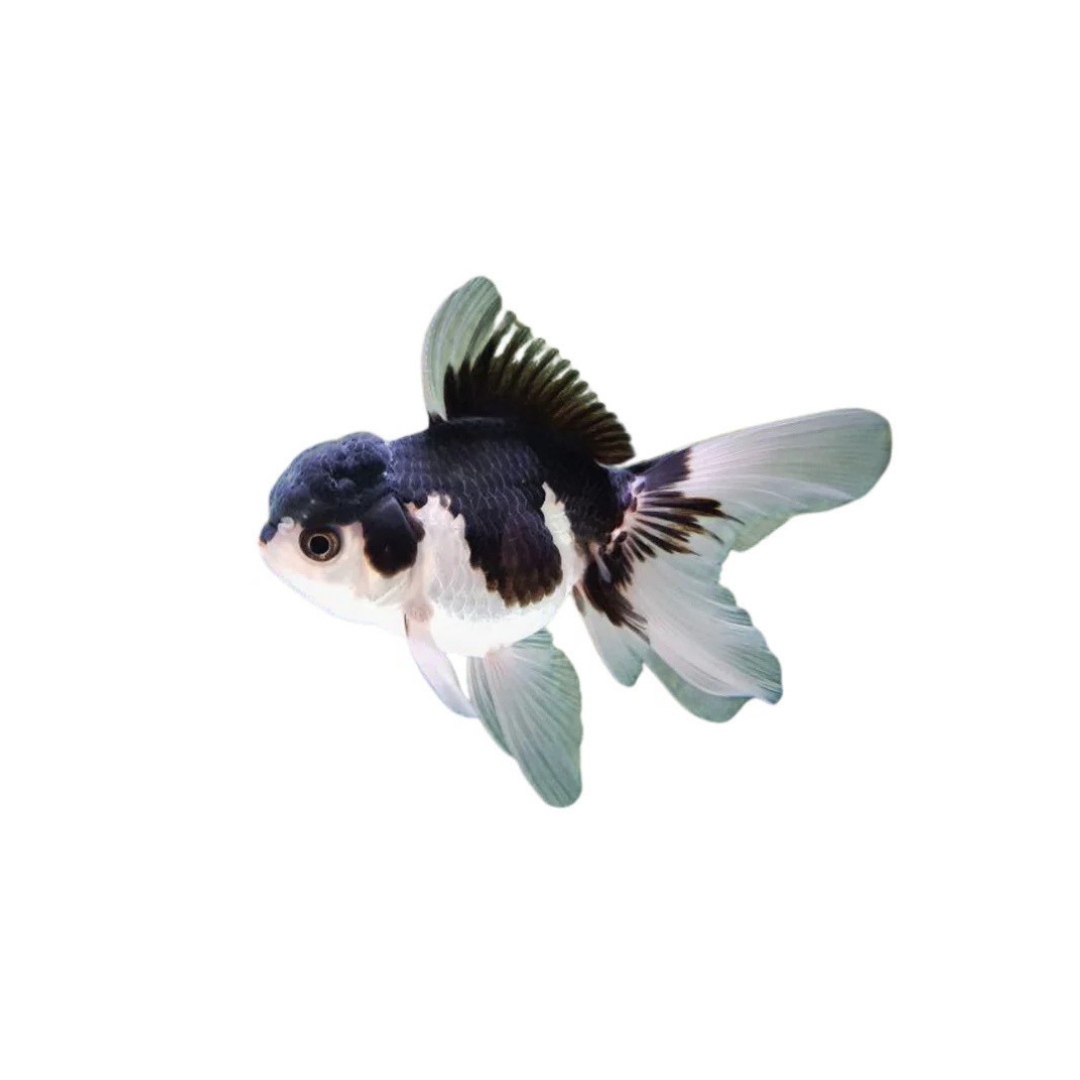 Panda Oranda - 10cm (Carassius auratus) (Live Fish)