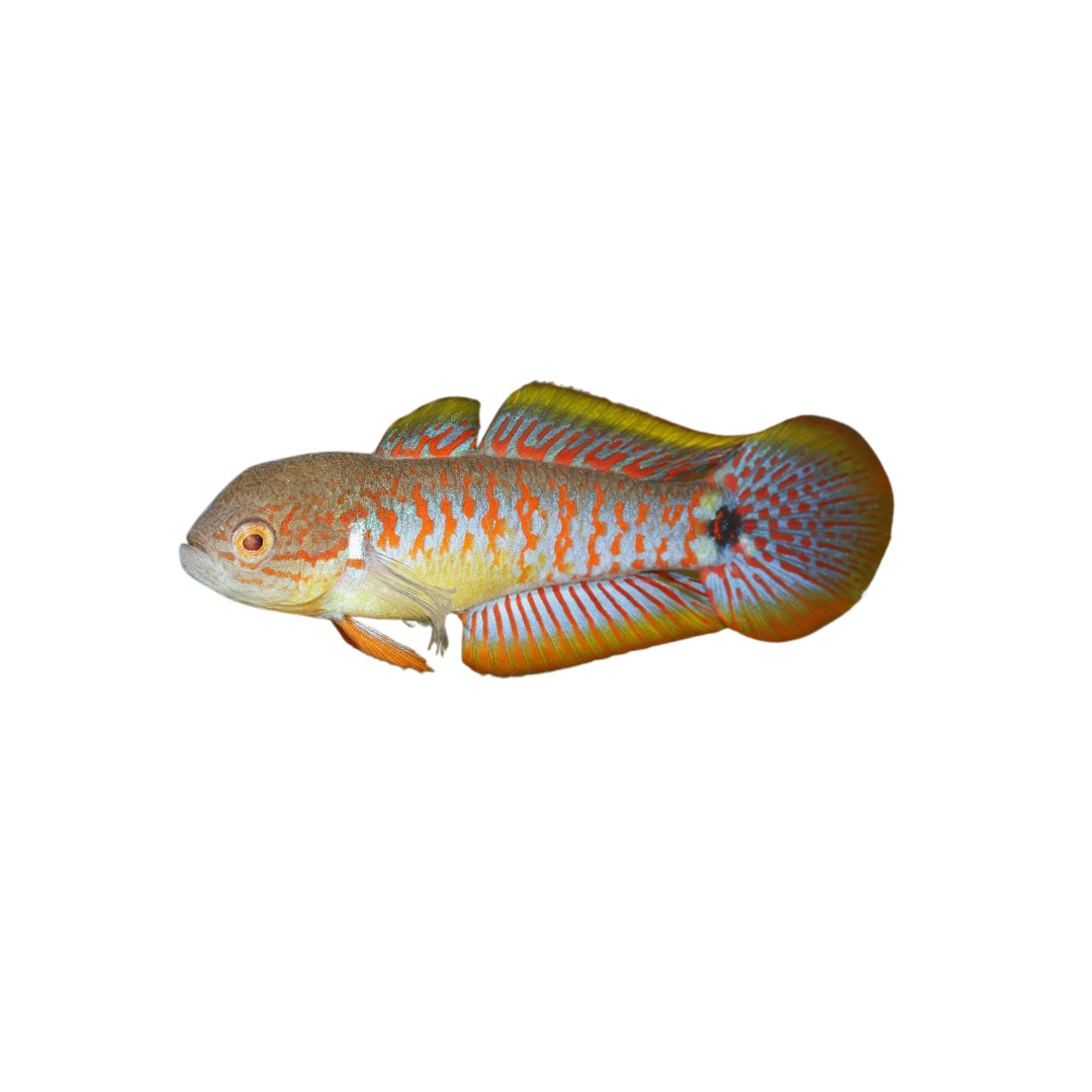 Peacock Gudgeon - 5cm (Tateurndina ocellicauda) (Live Fish)