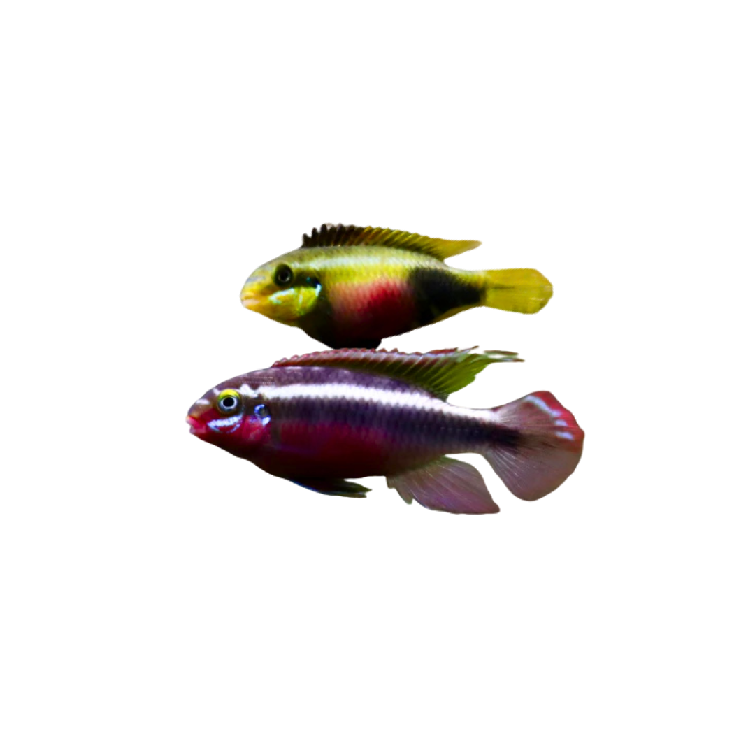 Sacrimontis Kribensis - Pair (Pelvicachromis sacrimontis) (Live Fish)