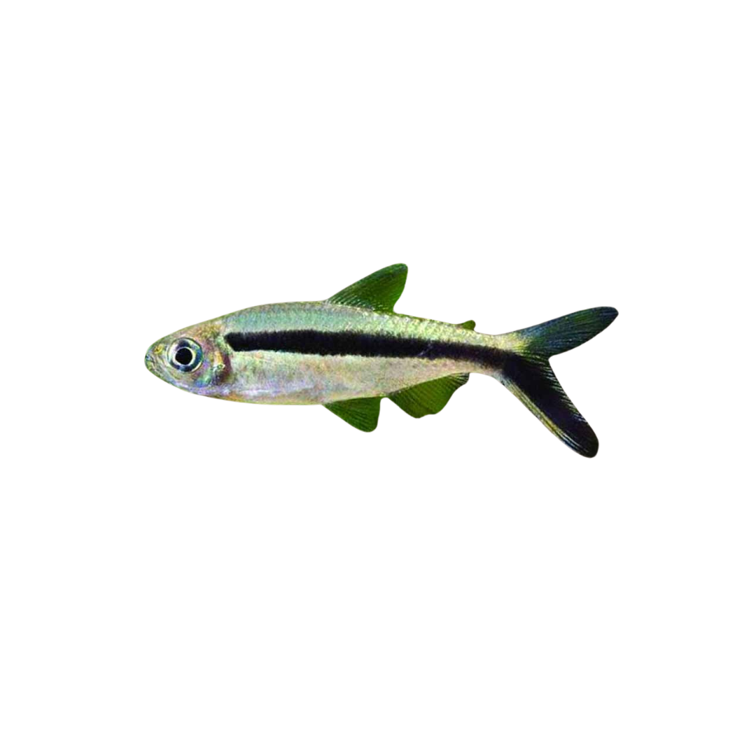 Penguin Tetra - 4cm (Thayeria boehlkei) (Live Fish)