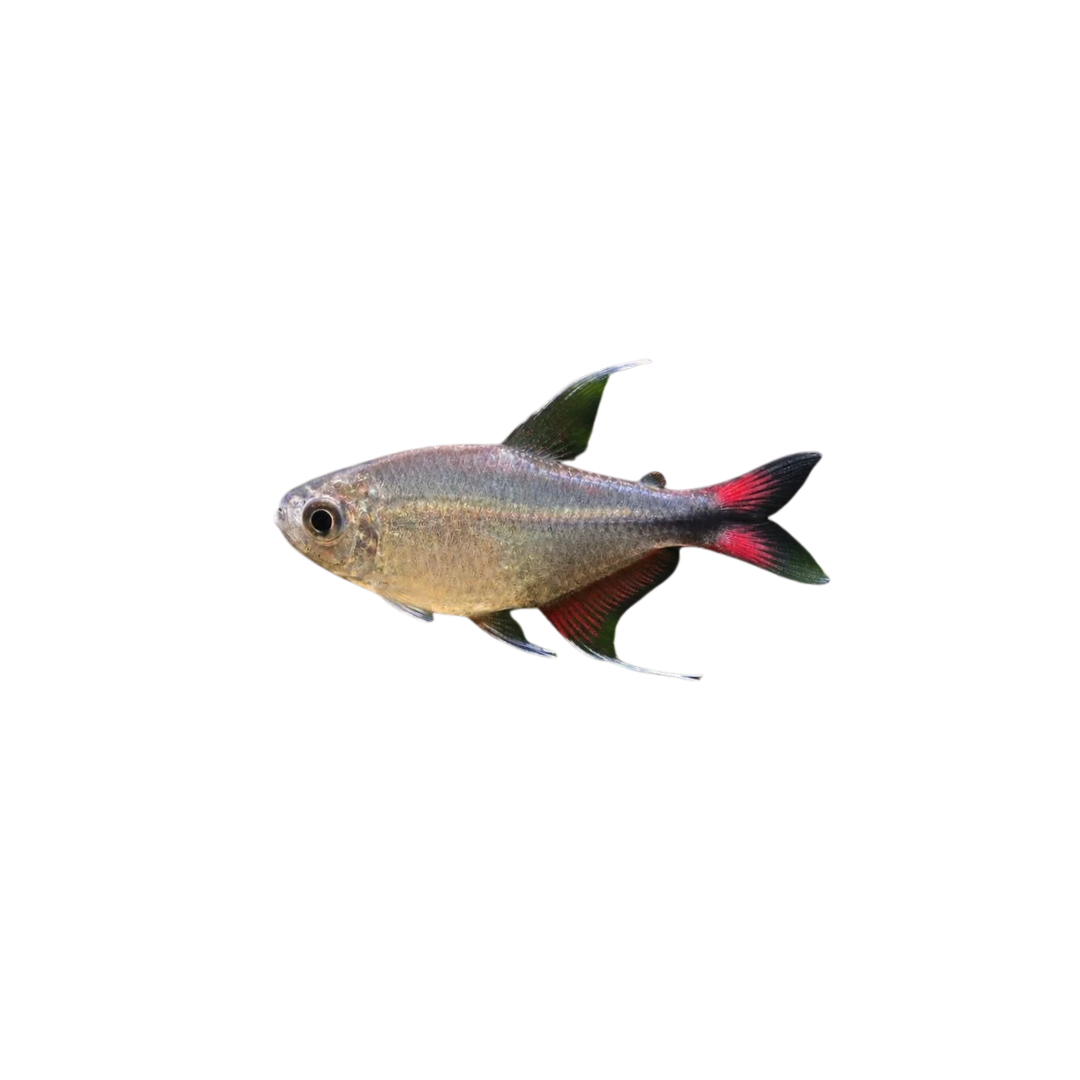 Phoenix Tetra - 3.5cm (Hemigrammus filamentosus) (Live Fish)