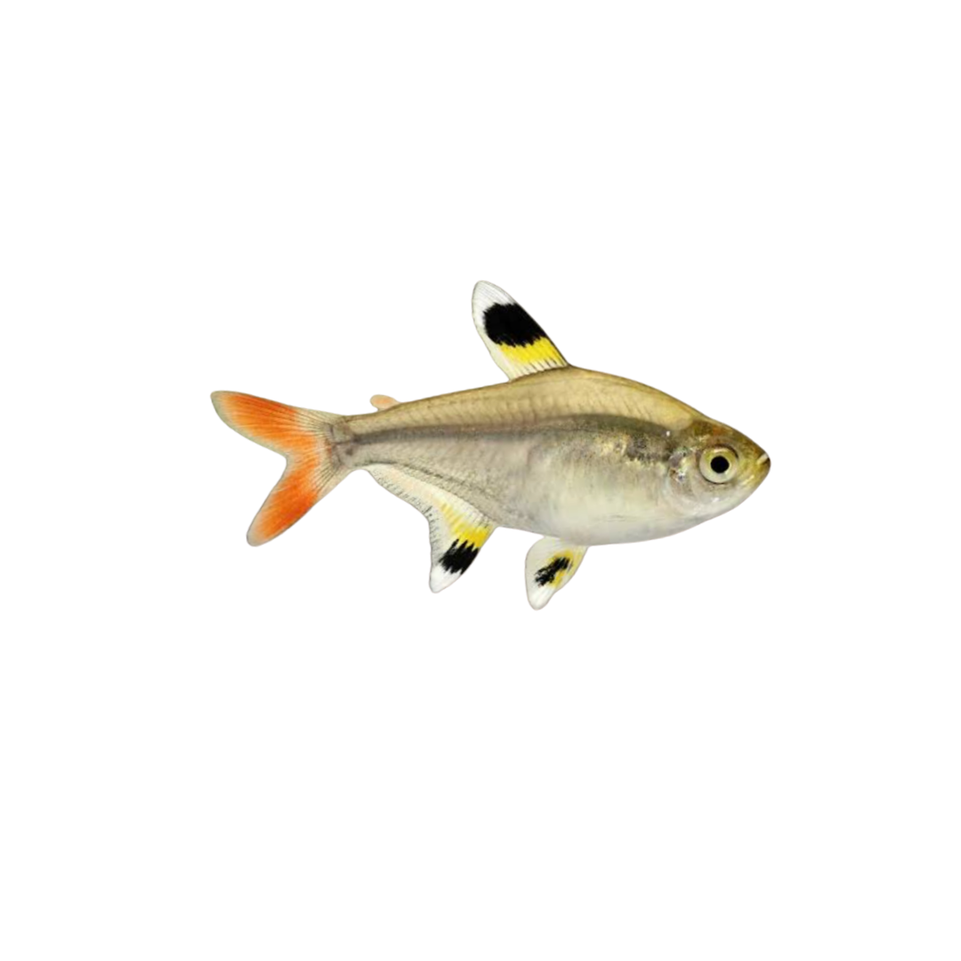 Pristella Tetra - 3.5cm (Pristella maxillaris) (Live Fish)