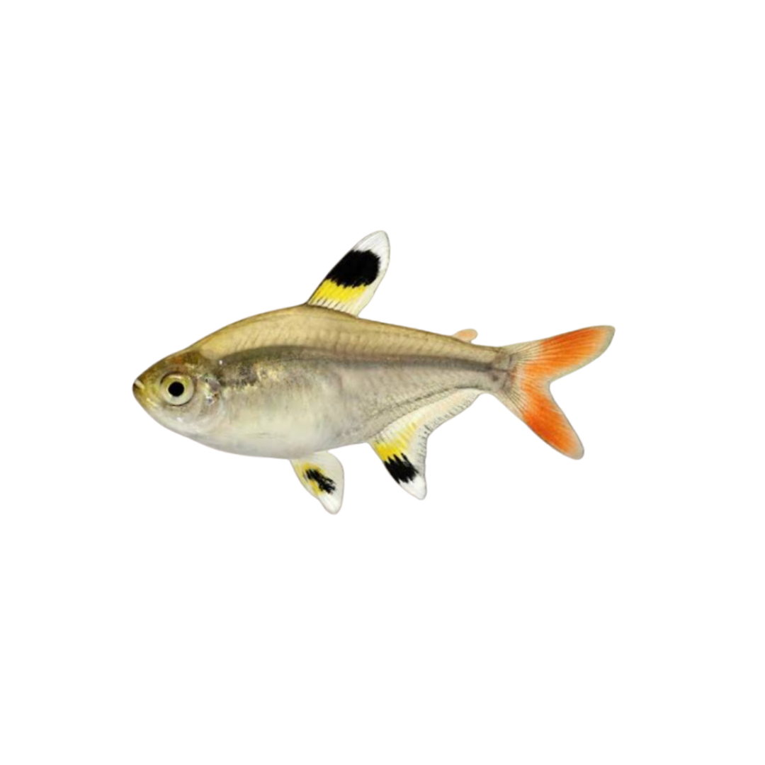 Pristella Tetra - 4cm (Pristella maxillaris) (Live Fish)
