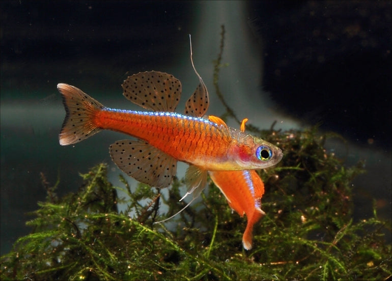 Red Neon Blue Eye (Pseudomugil luminatus) (2cm) - Home Bred
