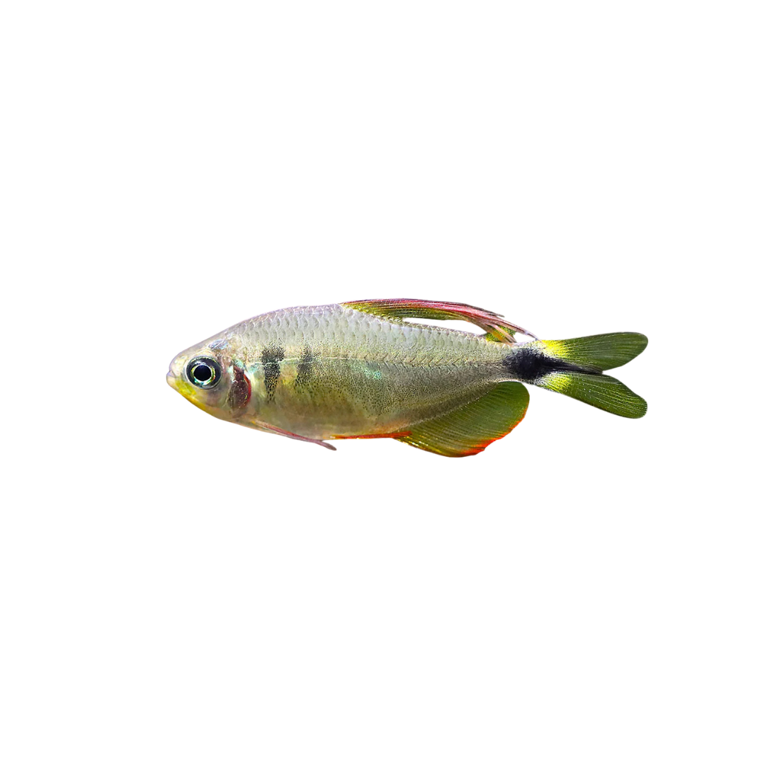 Raccoon Tetra - 3cm (Hyphessobrycon procyon) (Live Fish)