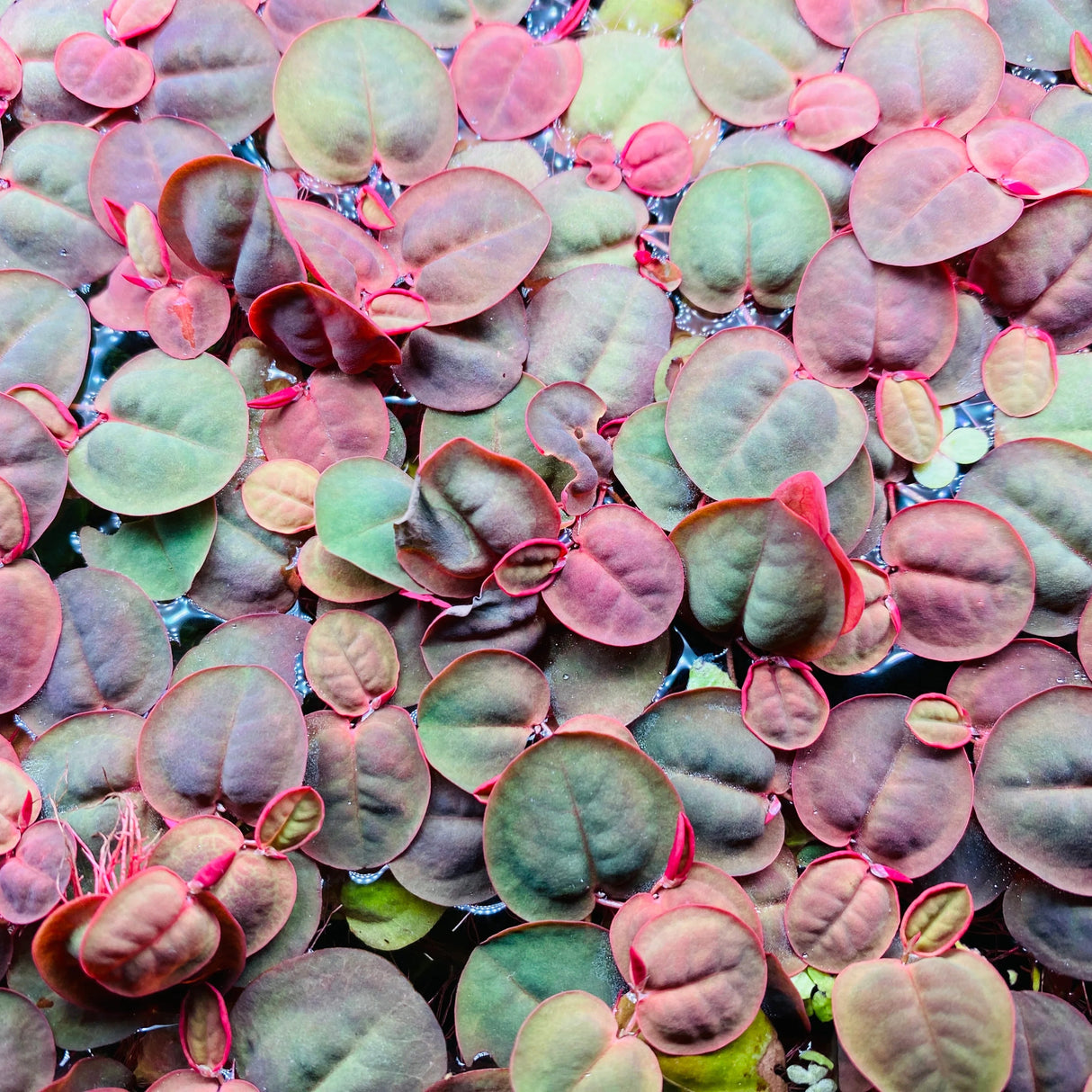 Red Root Floaters (Live Plant)