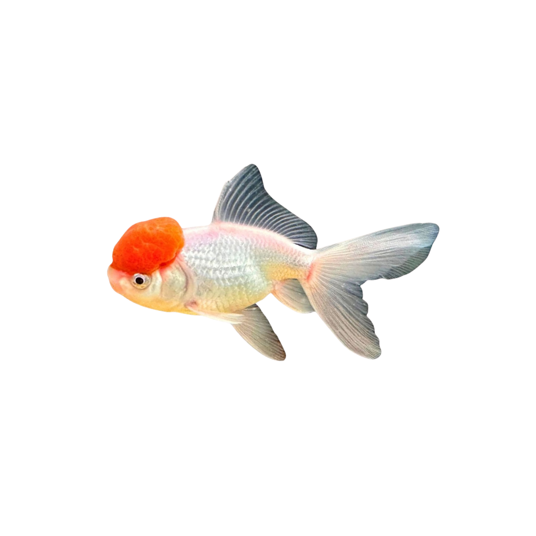 Red Cap Oranda - Multiple Sizes (Carassius auratus) (Live Fish)