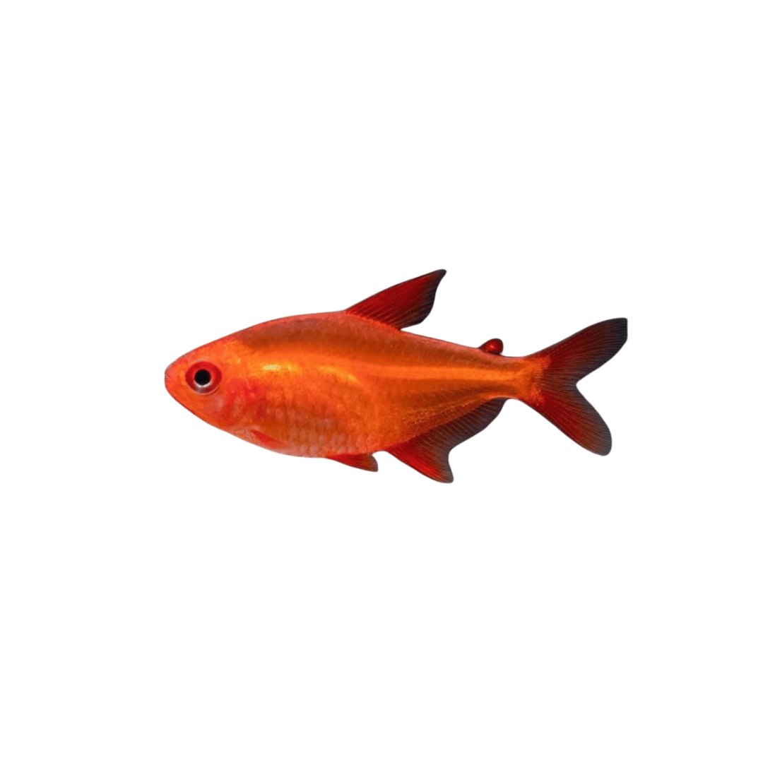 Red Cherry Muzel Tetra - 3cm (Hyphessobrycon sp.) (Live Fish)
