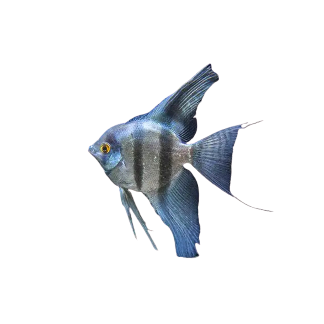 Sapphire Blue Angelfish (Pterophyllum scalare) (Live Fish)
