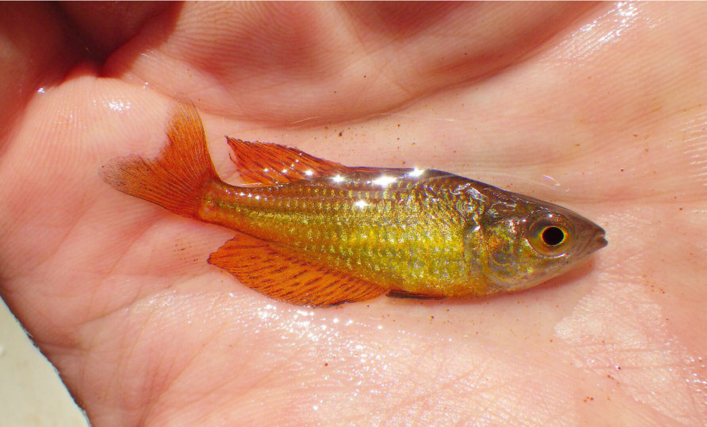 Malanda Gold Rainbowfish 'William's Creek' (Melanotaenia malanda gold) (3cm) - Home Bred