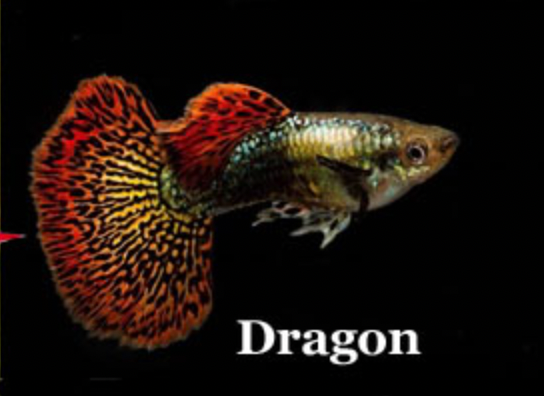 Dragon Guppy - Home Bred