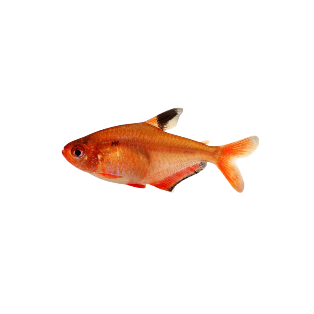 Serpae Tetra - 3.5cm (Hyphessobrycon eques) (Live Fish)