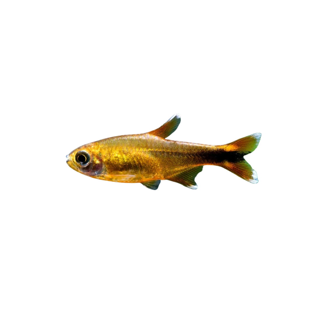 Silver Tip Tetra - 3cm (Hasemania nana) (Live Fish)