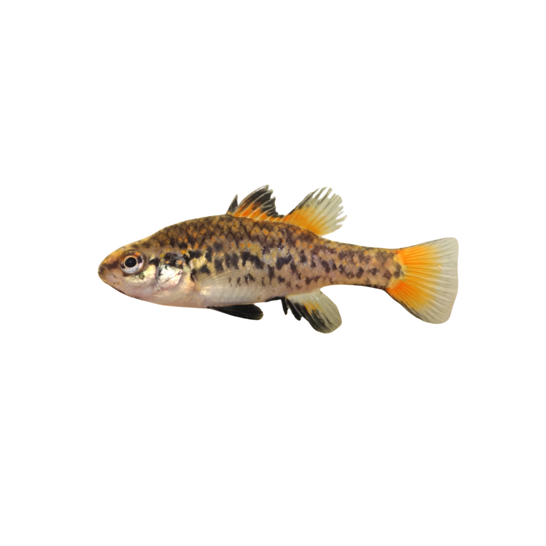 Southern Pygmy Perch - 4.5cm (Nannoperca australis) (Live Fish)