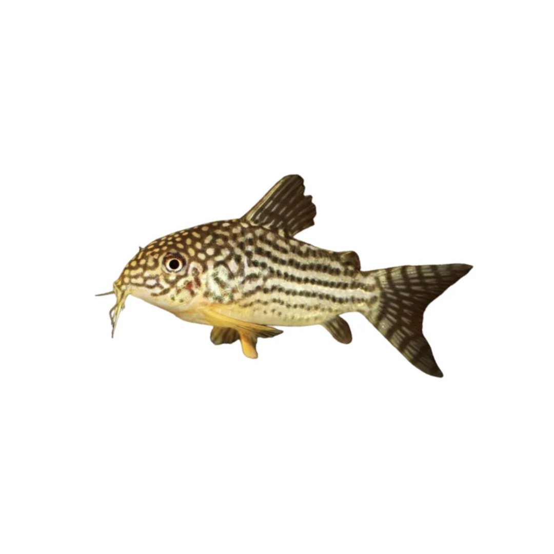 Sterbai Corydoras - 3.5cm (Hoplisoma sterbai) (Live Fish)