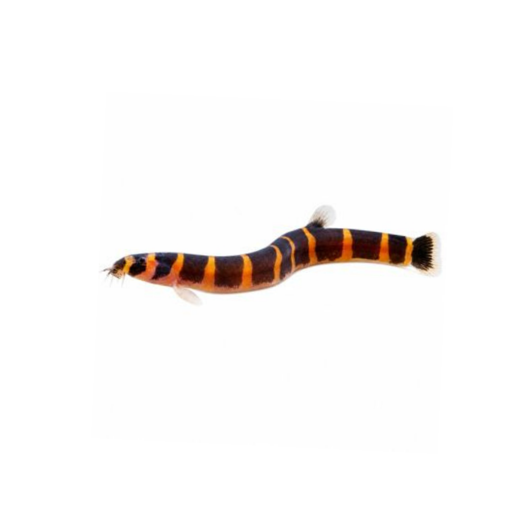 Striped Kuhli Loach - 6cm (Pangio kuhlii) (Live Fish)