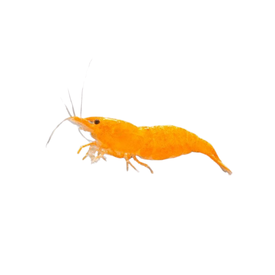 Sunkist Cherry Shrimp - 2cm (Neocaridina davidi) (Live Shrimp)