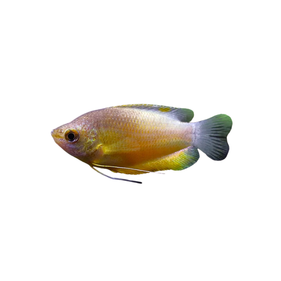 Sunset Thick-Lipped Gourami - 7cm (Trichogaster labiosa) (Live Fish)