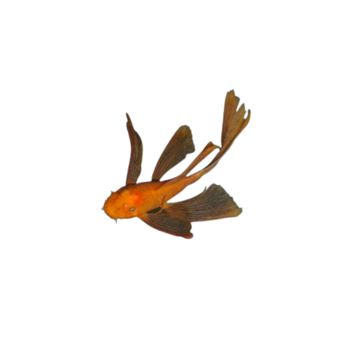 Longfin Super Red Bristlenose - 5.5cm (Ancistrus sp.) (Live Fish)