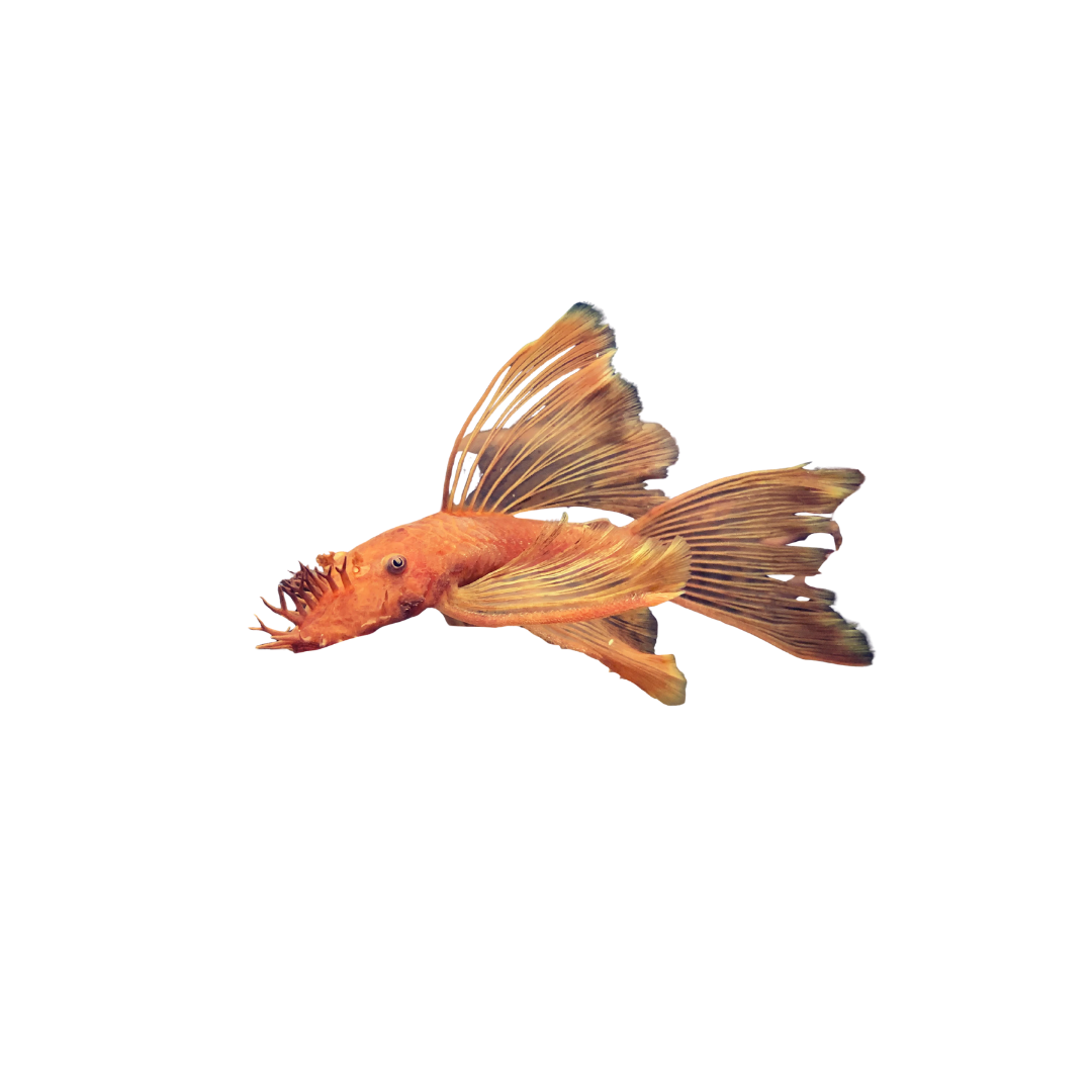 Longfin Super Red Bristlenose - 5.5cm (Ancistrus sp.) (Live Fish)