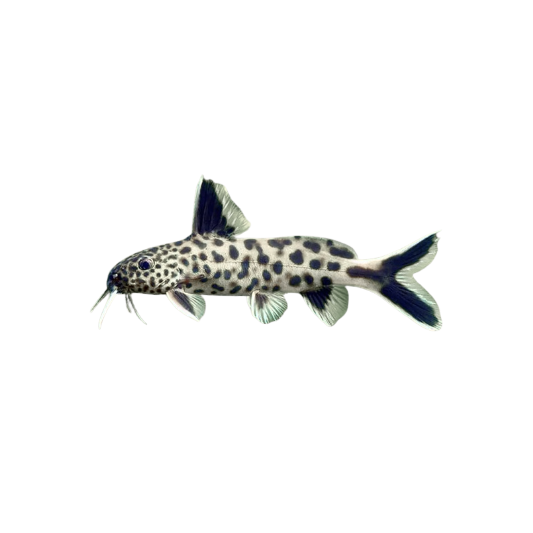 Synodontis Petricola - 4cm (Live Fish)