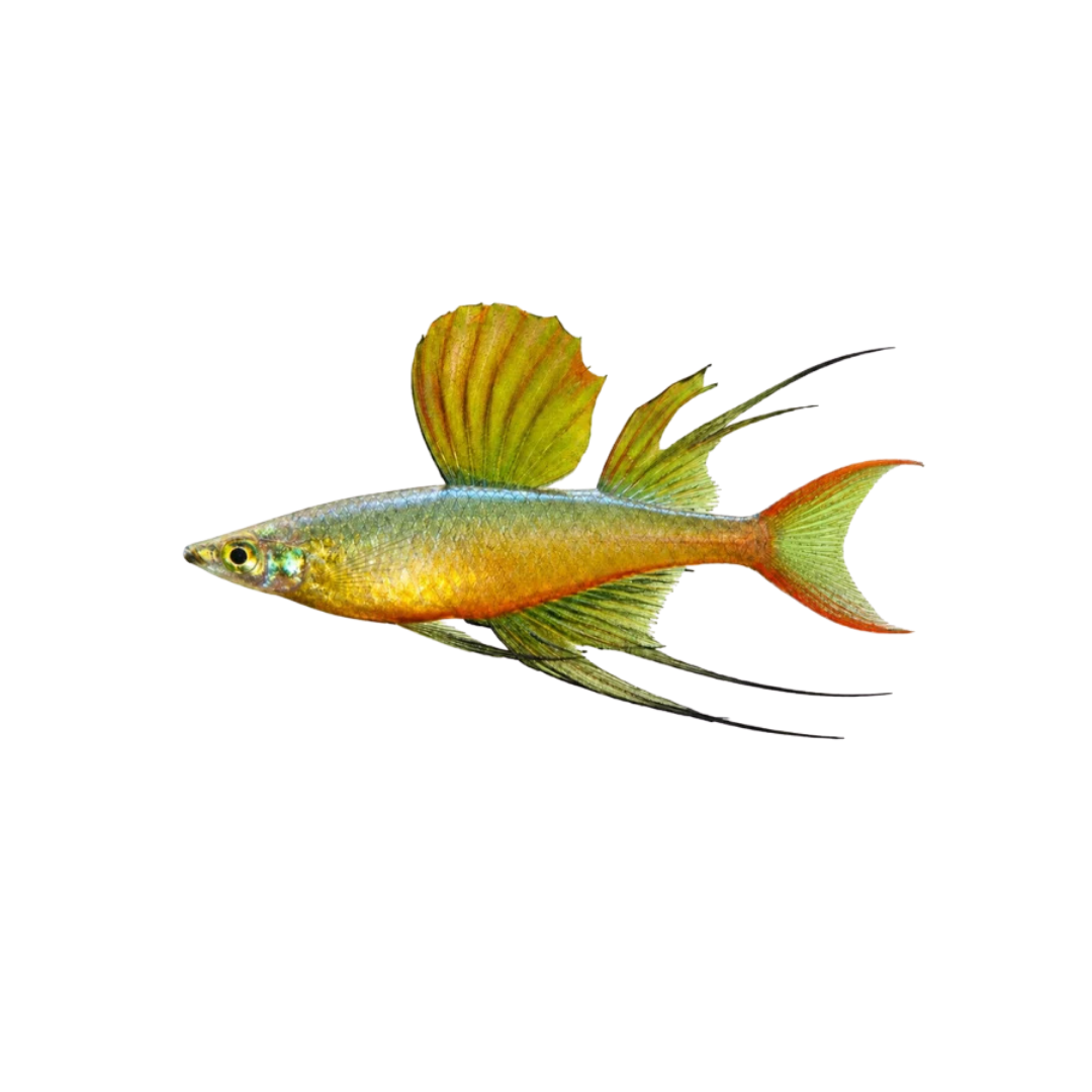 Threadfin Rainbowfish - 4cm (Iriatherina werneri) (Live Fish)