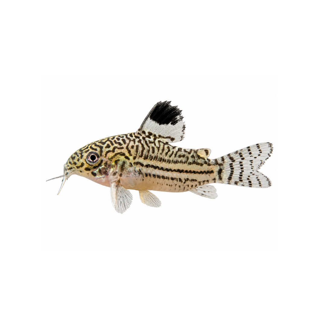 Trilineatus Corydoras - 3.5cm (Corydoras trilineatus) (Live Fish)