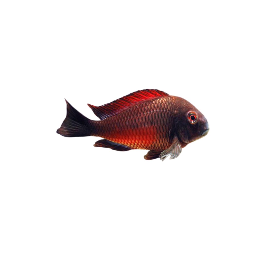 Tropheus Moliro - 6cm (Tropheus sp. 'Moliro') (Live Fish)