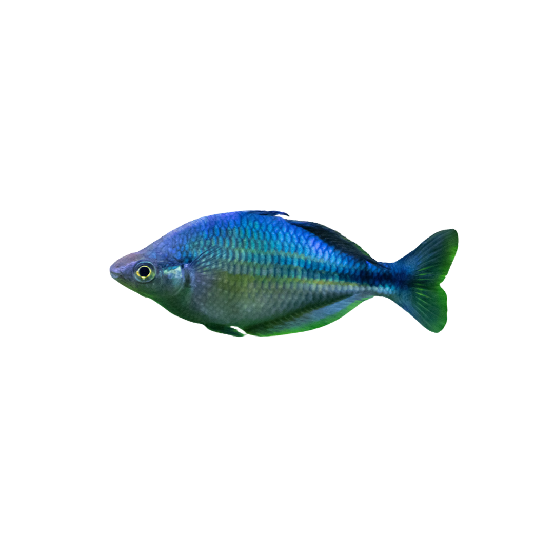 Turquoise Rainbowfish (Melanotaenia lacustris) (Live Fish)