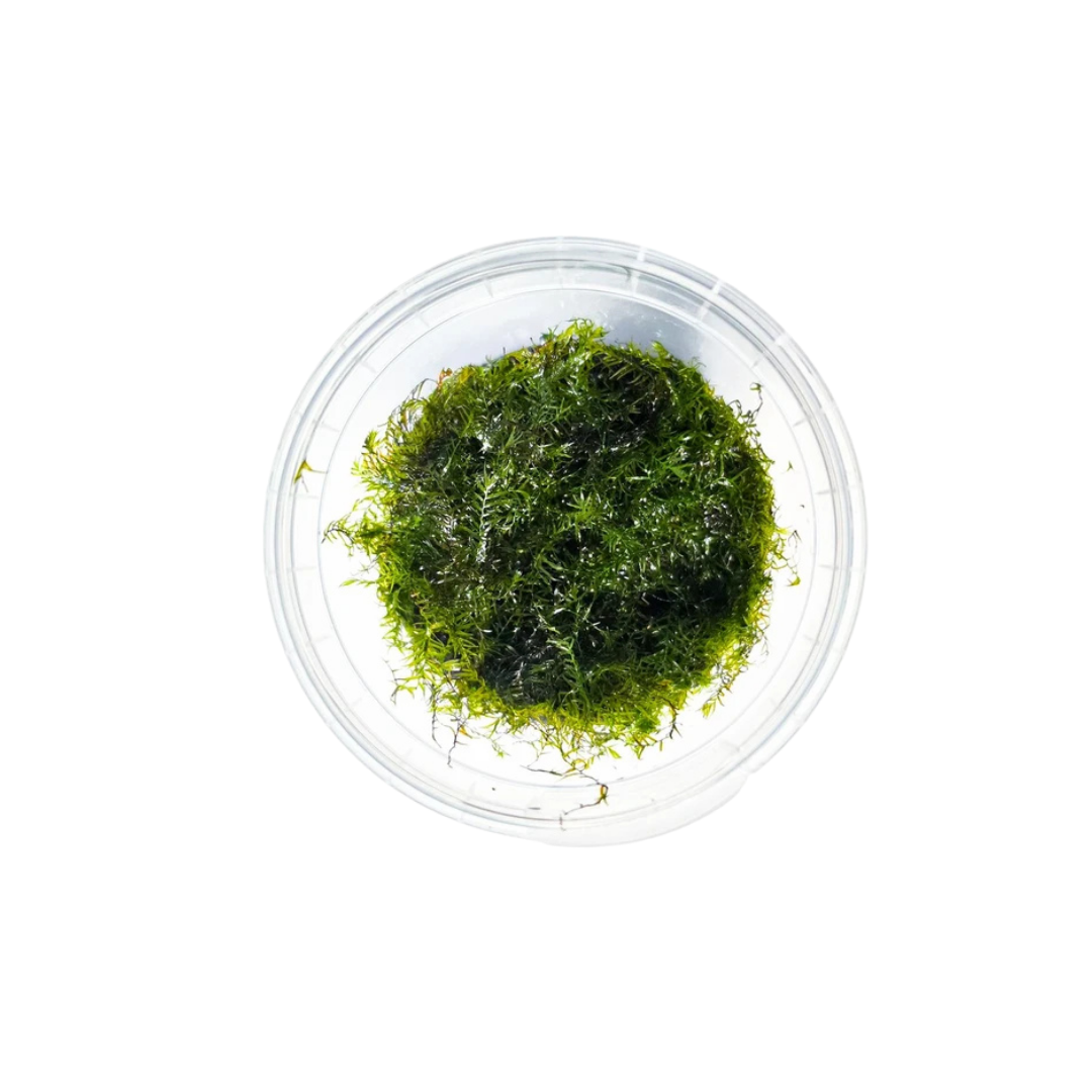 US Fissidens Moss - Small Tub (Fissidens sp.) (Live Plant)