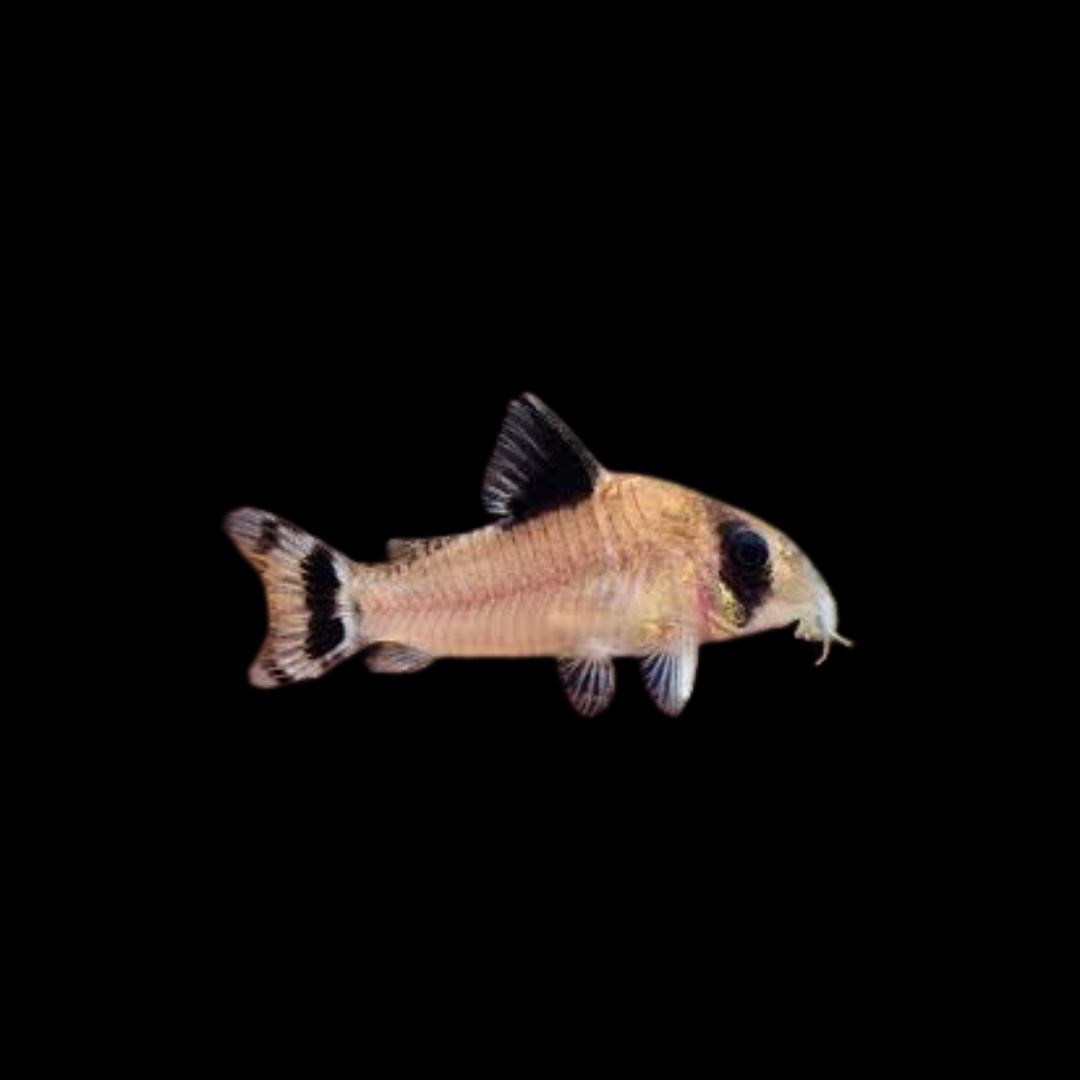 Flagtail Panda Corydoras (Live Fish)