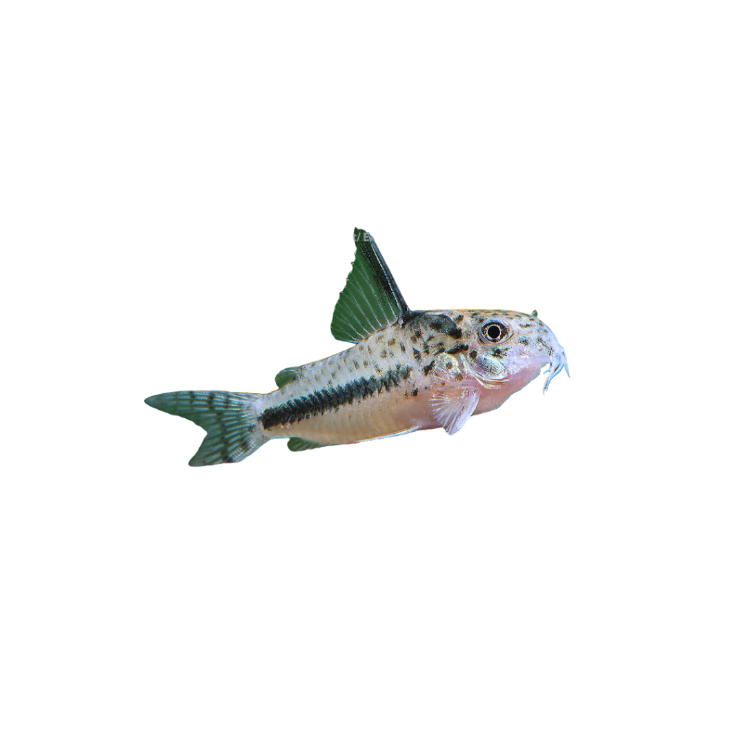 Corydoras sipaliwini - 3cm (Live Fish)