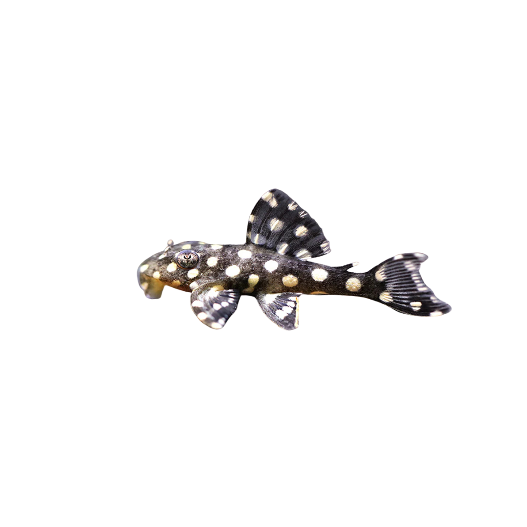 L471 Dwarf Snowball Pleco - 4cm (Hypancistrus sp. L471) (Live Fish)