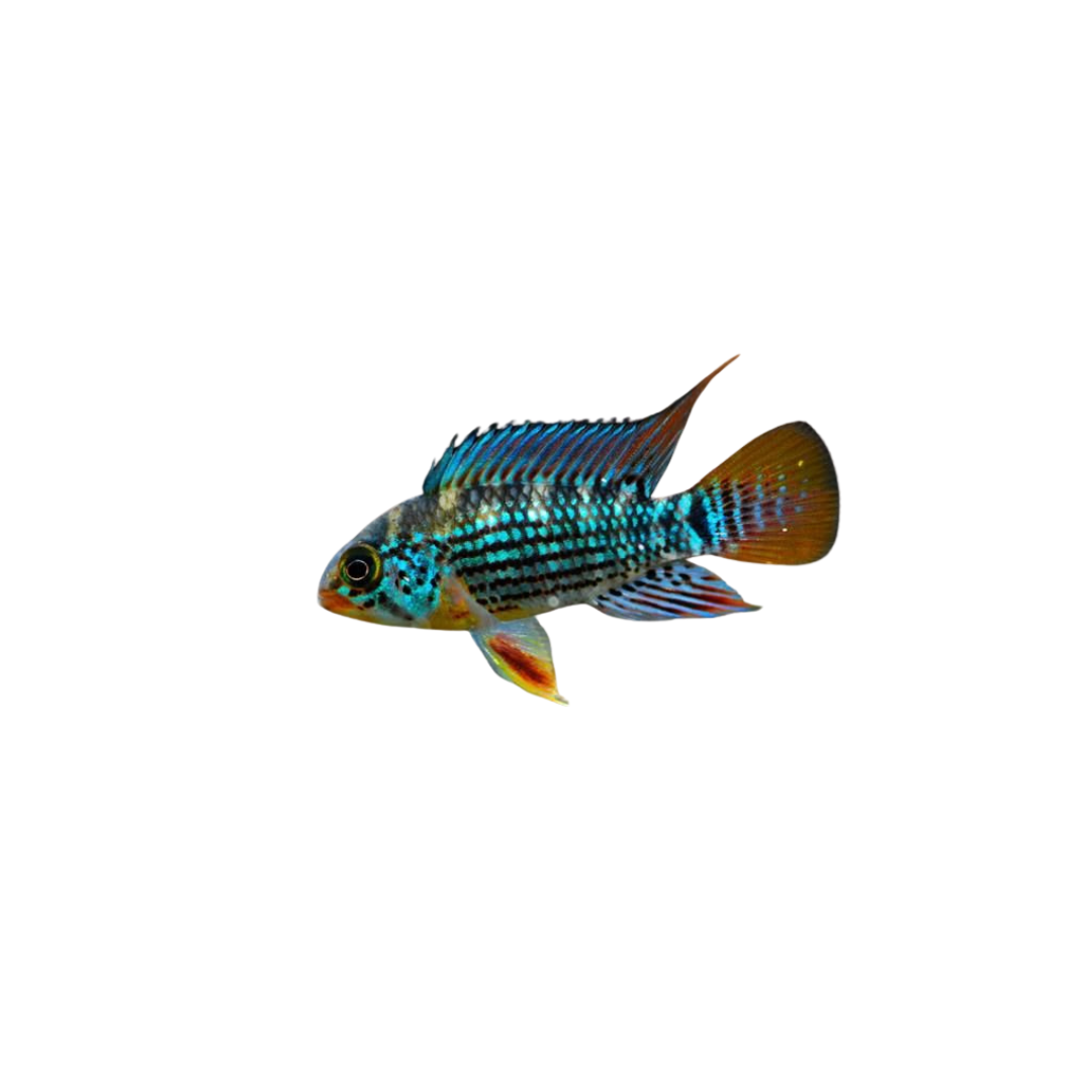 Apistogramma Alto Tapiche - Pair (Live Fish)