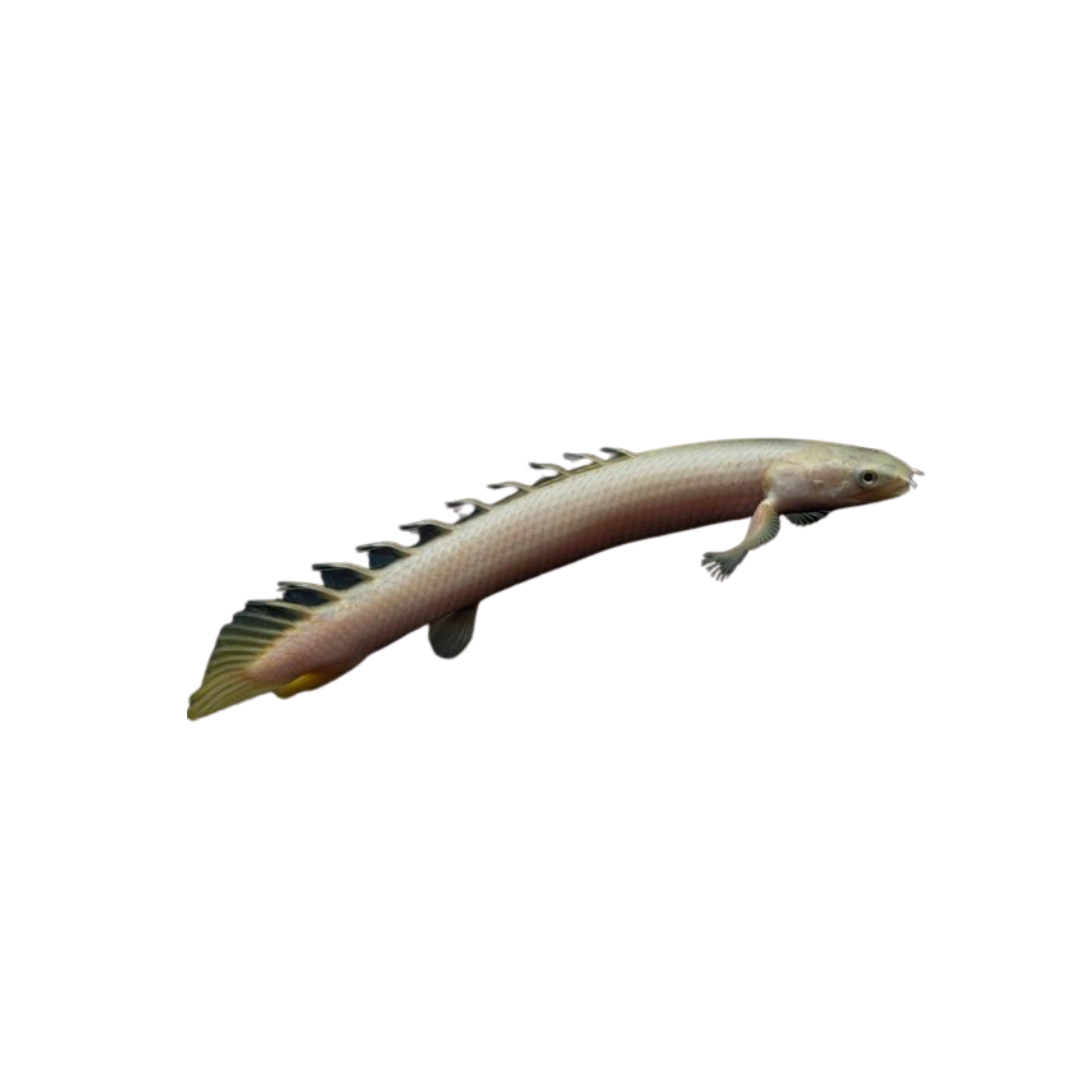 Senegal Bichir (Polypterus senegalus) (Live Fish)