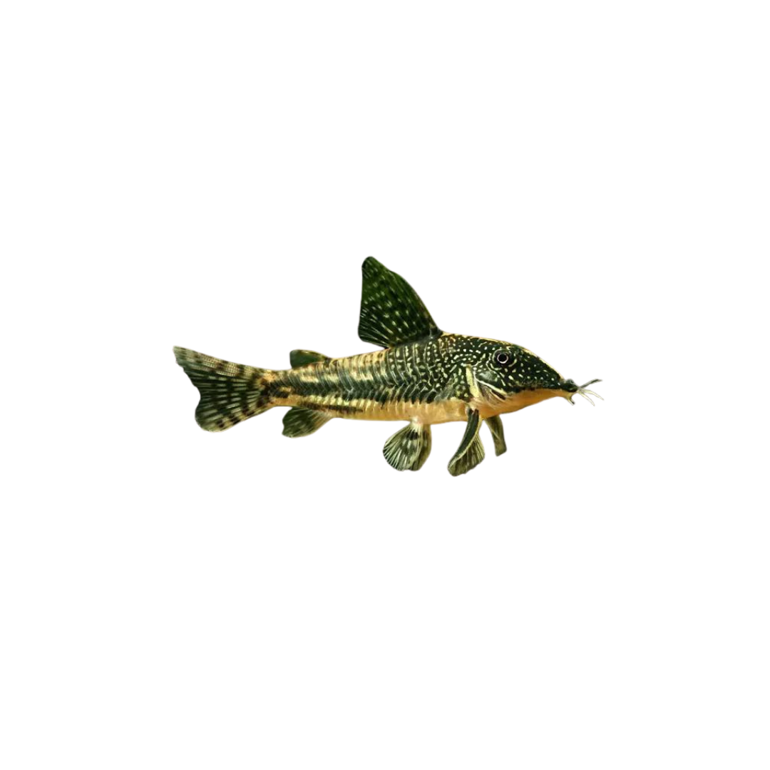 Barbatus Corydoras - 4cm (Corydoras barbatus) (Live Fish)